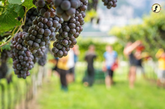 Pinot Grigio grapes